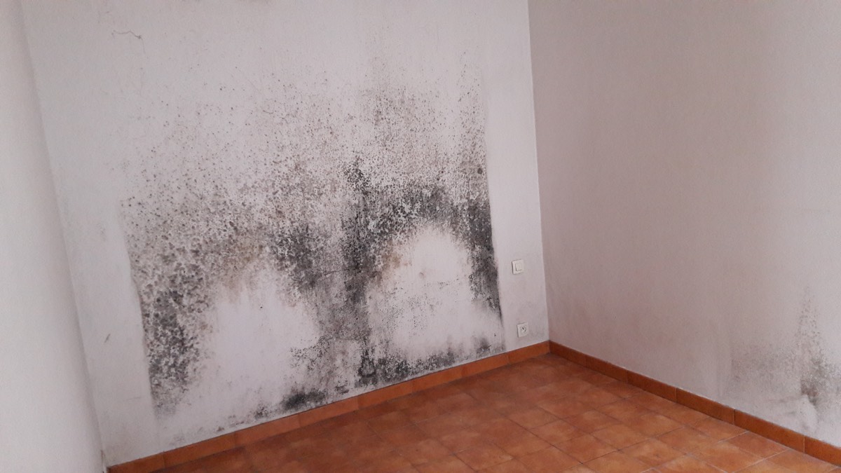 Moisissures - Expertise humidité à Toulon